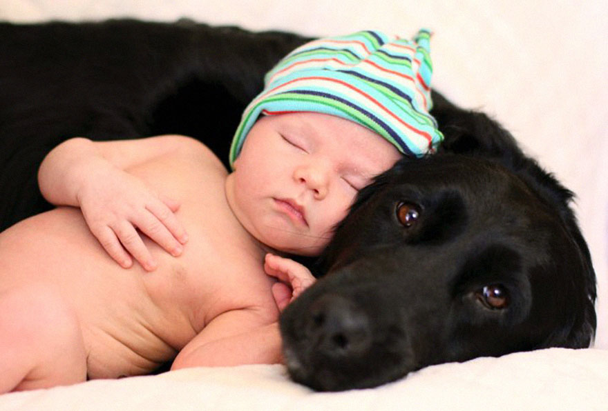 92 Big Dogs Caring For Little Kids