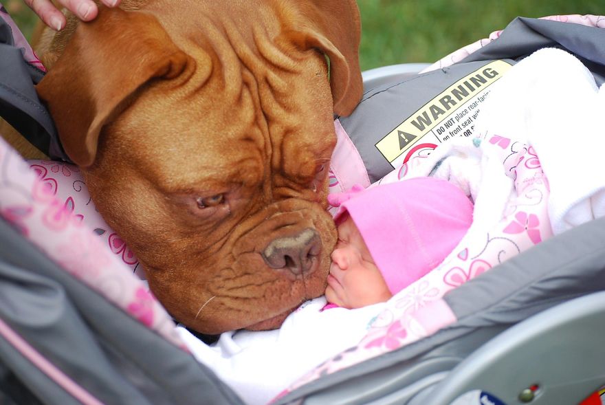 92 Big Dogs Caring For Little Kids