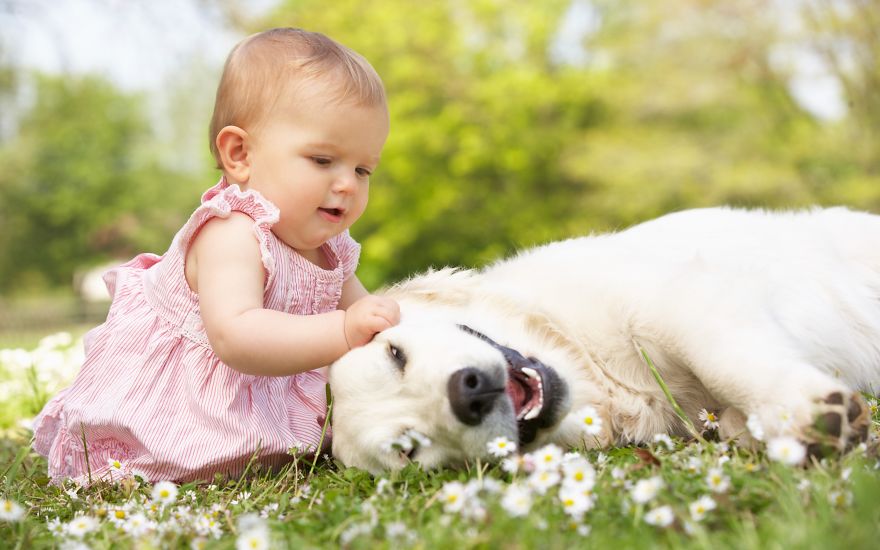 92 Big Dogs Caring For Little Kids