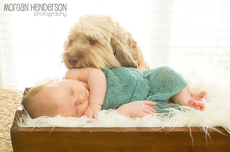 92 Big Dogs Caring For Little Kids