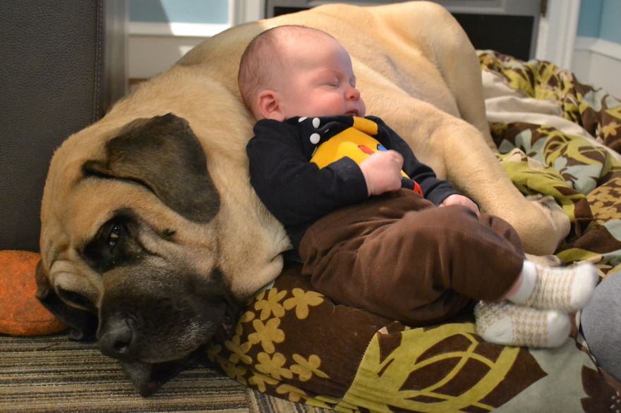 92 Big Dogs Caring For Little Kids