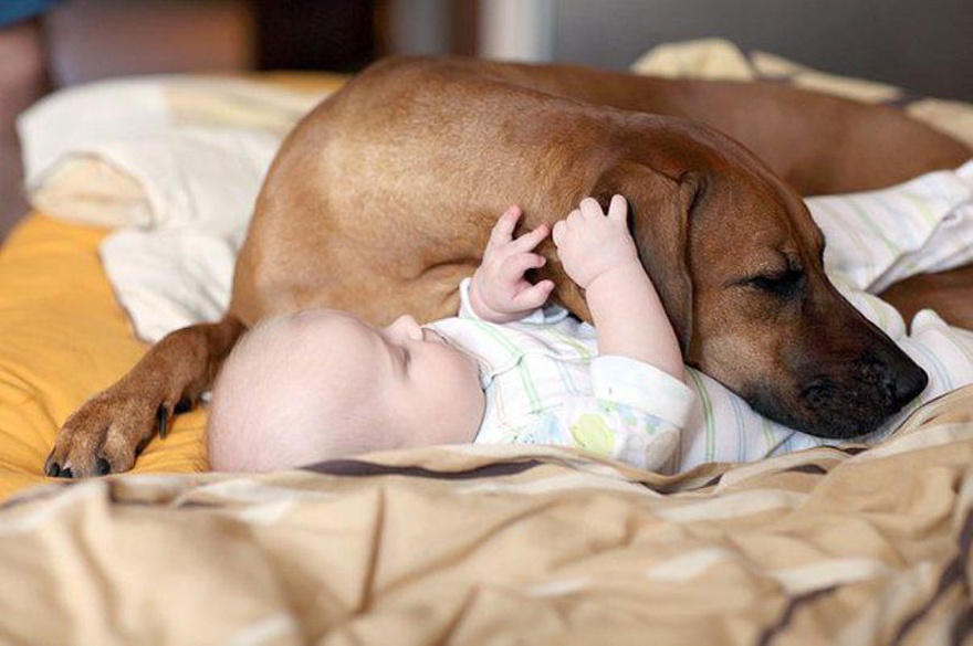 92 Big Dogs Caring For Little Kids