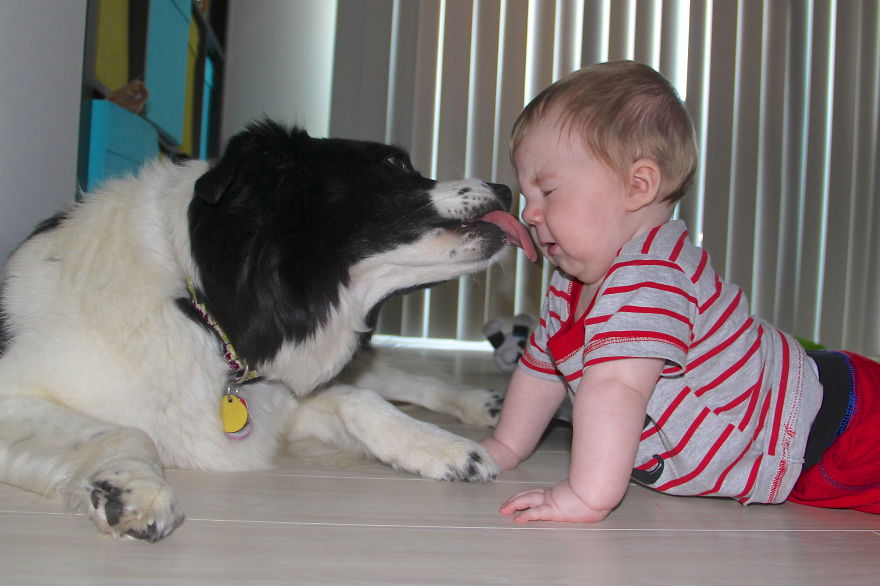 92 Big Dogs Caring For Little Kids