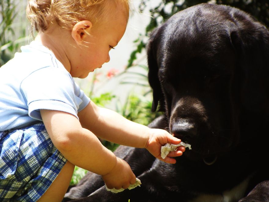 92 Big Dogs Caring For Little Kids