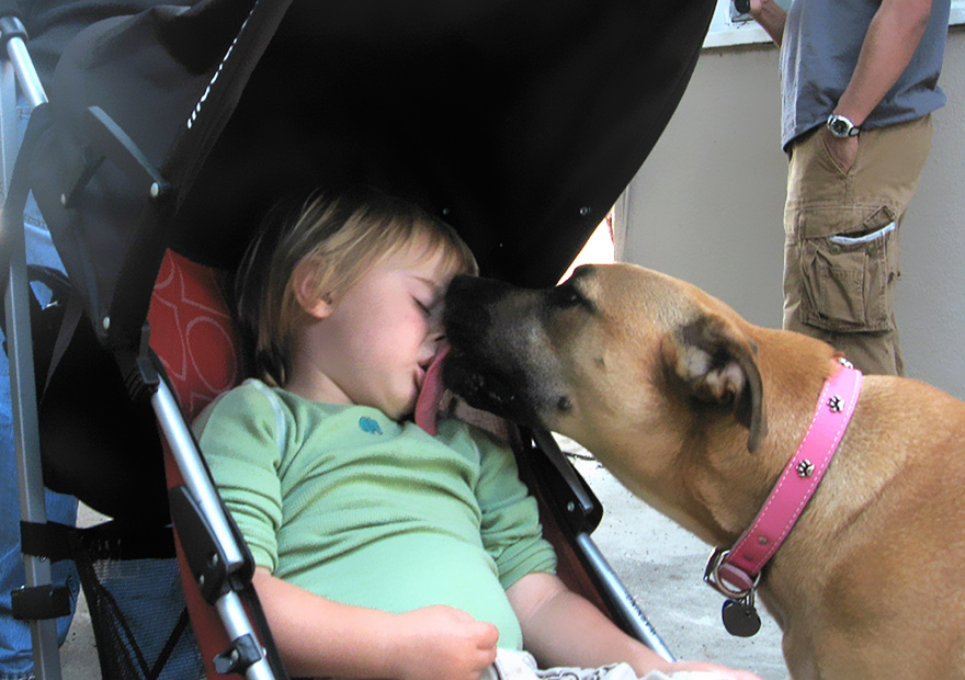 92 Big Dogs Caring For Little Kids