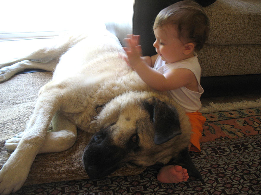 92 Big Dogs Caring For Little Kids