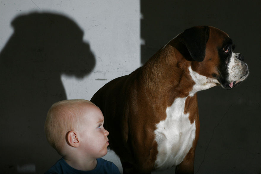 92 Big Dogs Caring For Little Kids