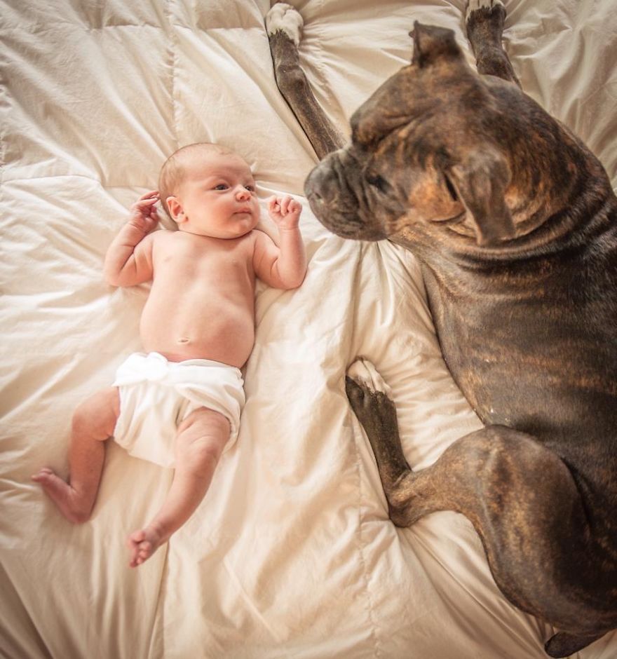 92 Big Dogs Caring For Little Kids