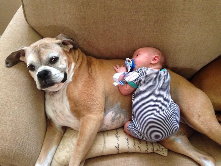 92 Big Dogs Caring For Little Kids