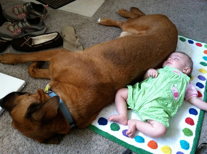 92 Big Dogs Caring For Little Kids