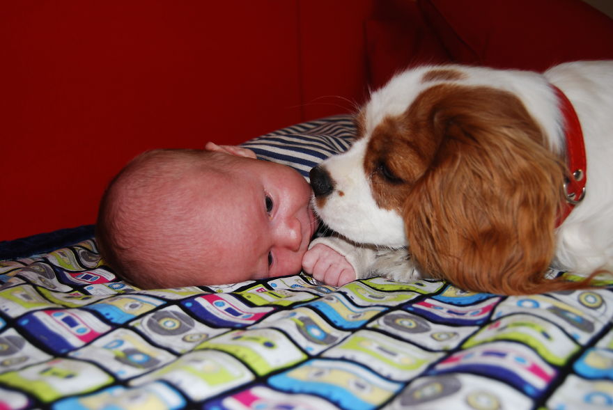 92 Big Dogs Caring For Little Kids