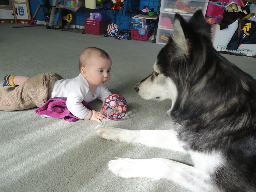 92 Big Dogs Caring For Little Kids