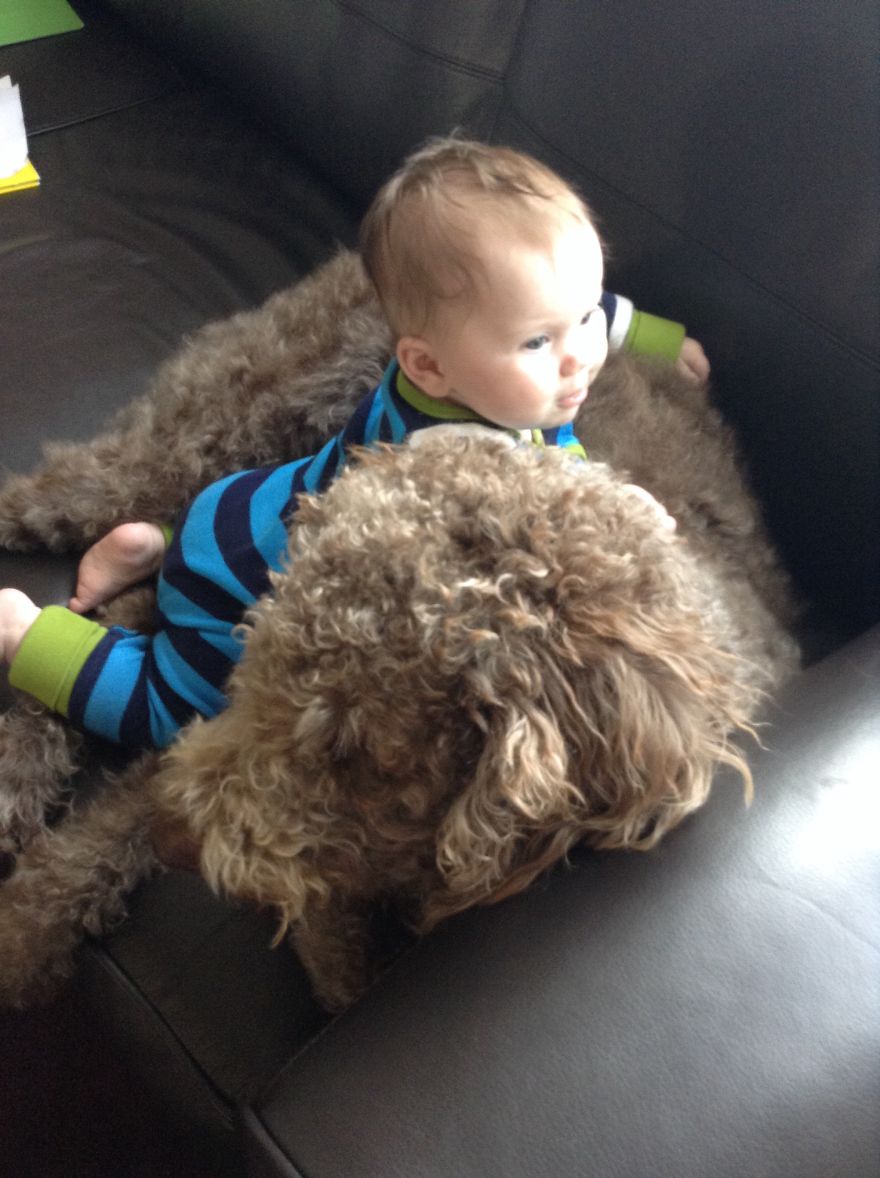 92 Big Dogs Caring For Little Kids