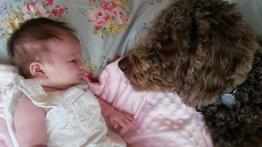 92 Big Dogs Caring For Little Kids