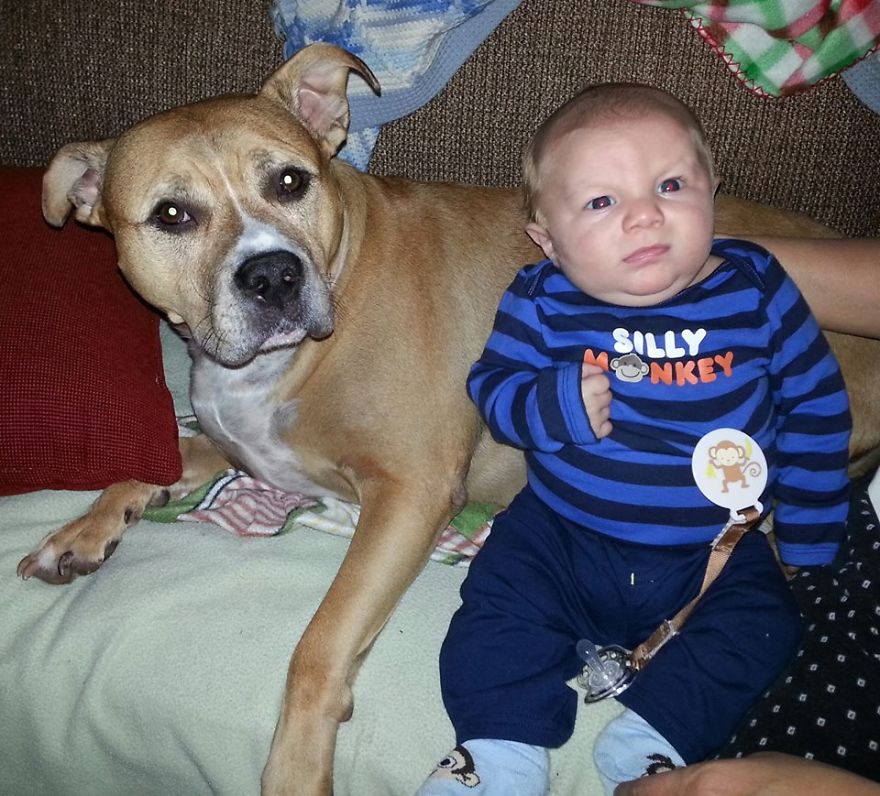 92 Big Dogs Caring For Little Kids