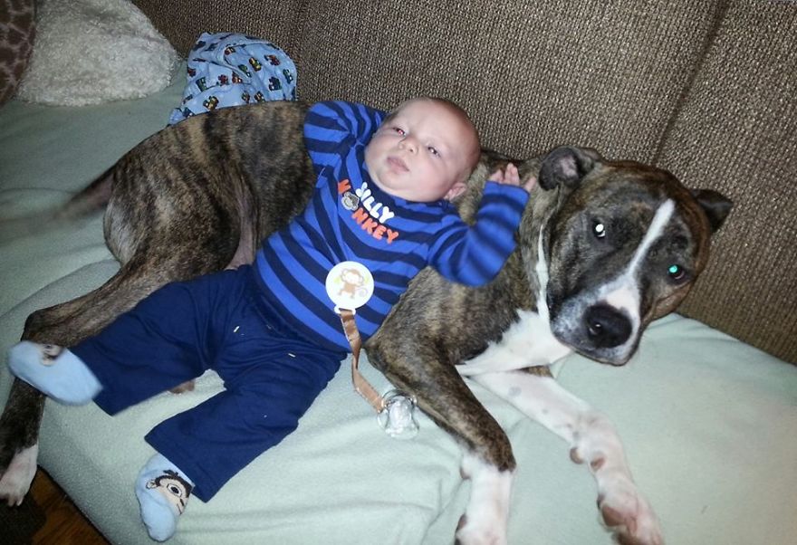 92 Big Dogs Caring For Little Kids