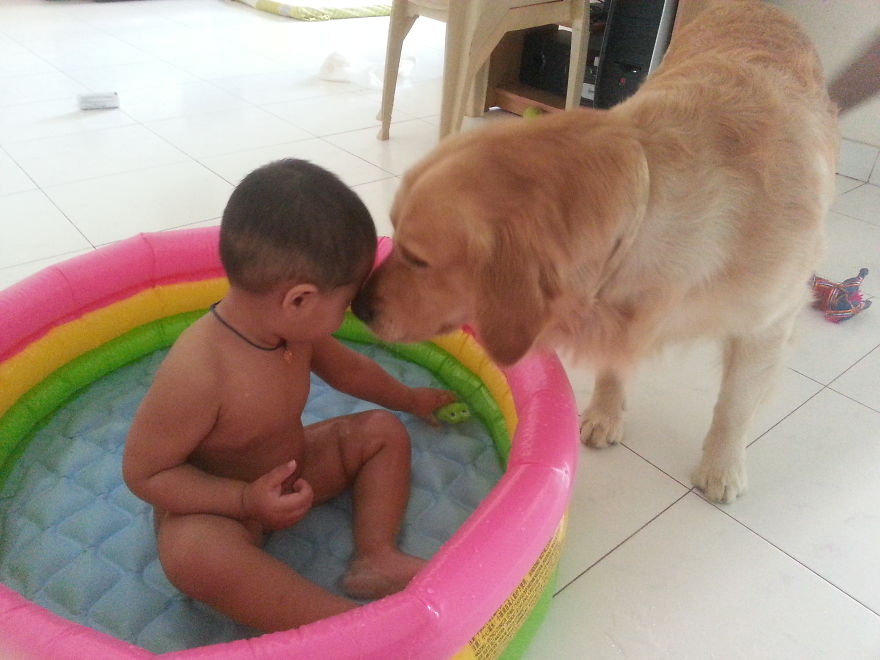 92 Big Dogs Caring For Little Kids