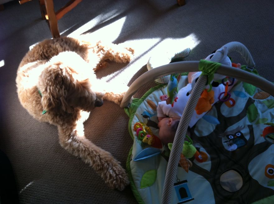 92 Big Dogs Caring For Little Kids