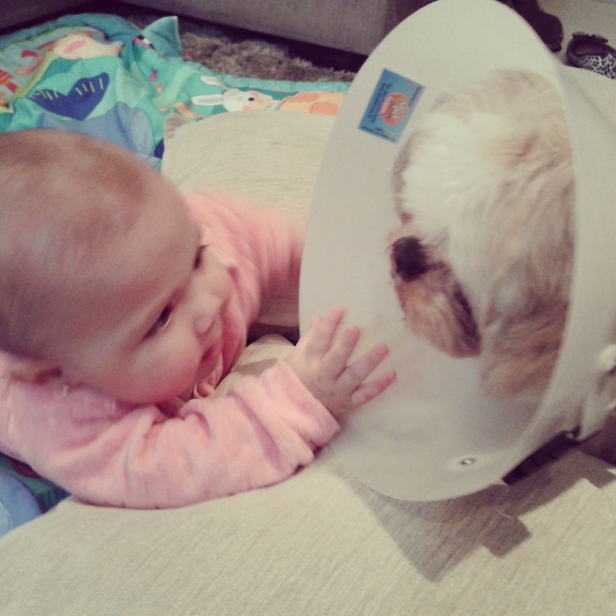 92 Big Dogs Caring For Little Kids