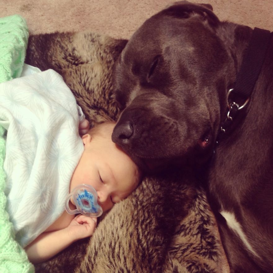 92 Big Dogs Caring For Little Kids