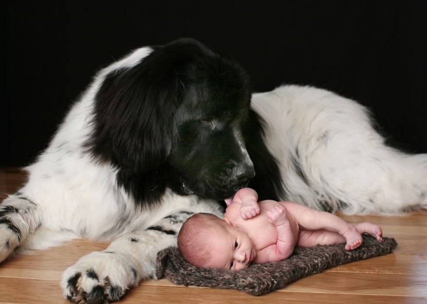 92 Big Dogs Caring For Little Kids
