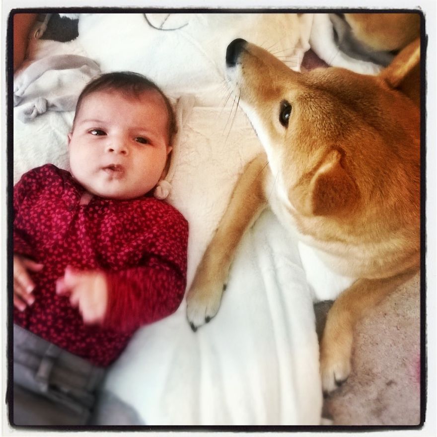 92 Big Dogs Caring For Little Kids