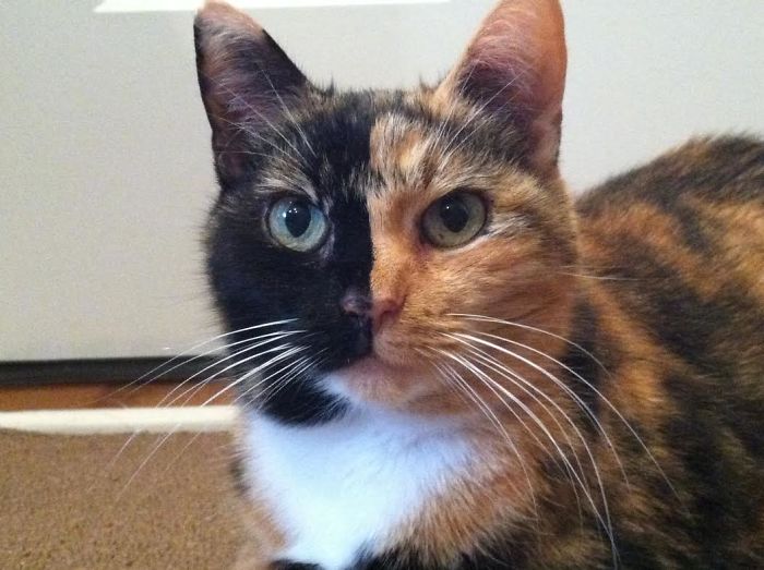 129 Animals With Unusual Fur Markings