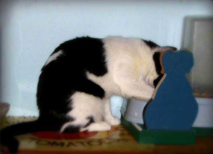 129 Animals With Unusual Fur Markings