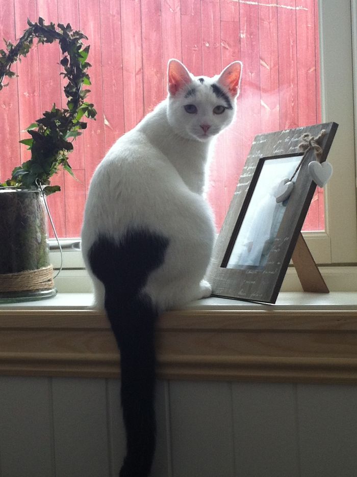 129 Animals With Unusual Fur Markings