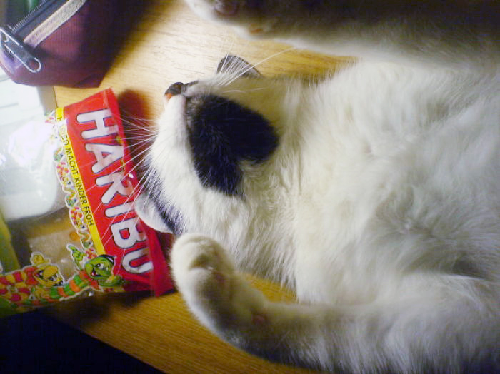 129 Animals With Unusual Fur Markings