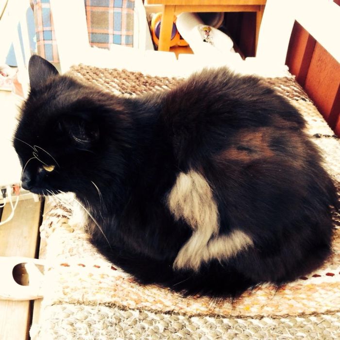 129 Animals With Unusual Fur Markings