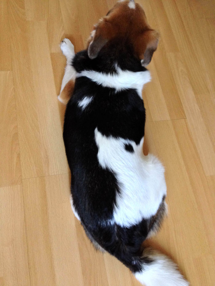 129 Animals With Unusual Fur Markings