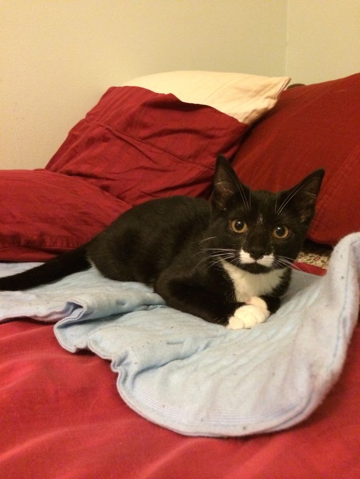 129 Animals With Unusual Fur Markings