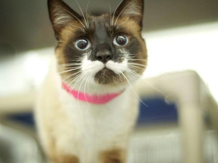 129 Animals With Unusual Fur Markings