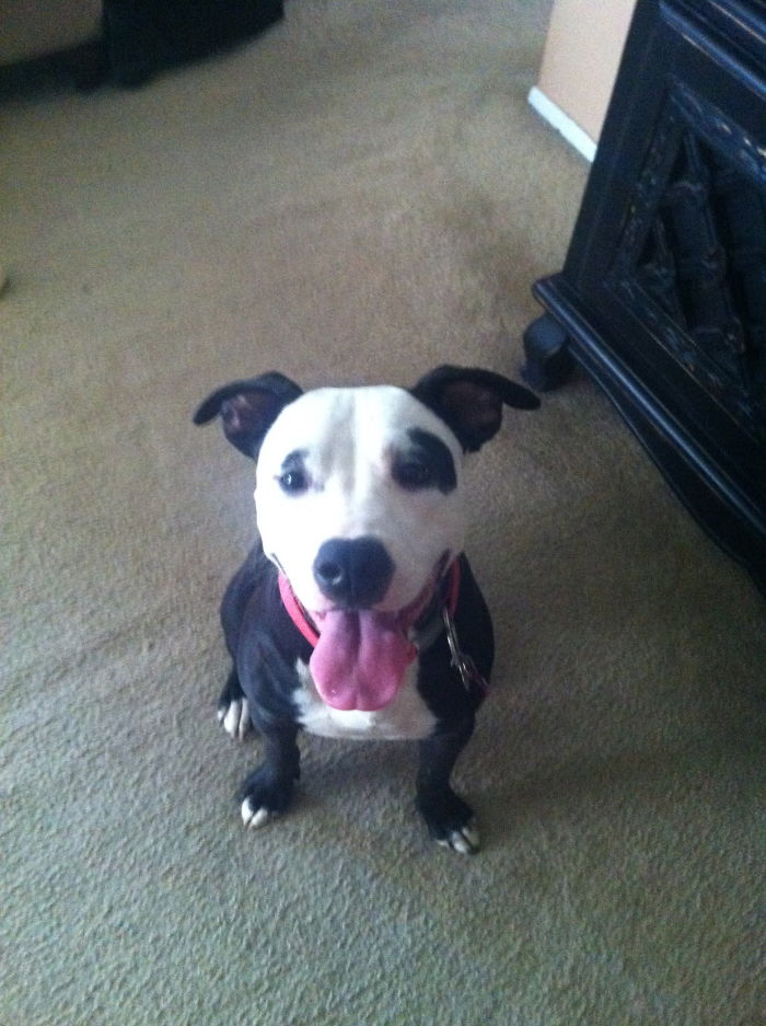 129 Animals With Unusual Fur Markings