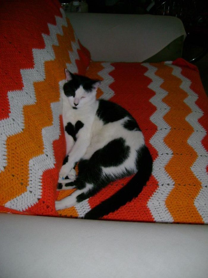 129 Animals With Unusual Fur Markings