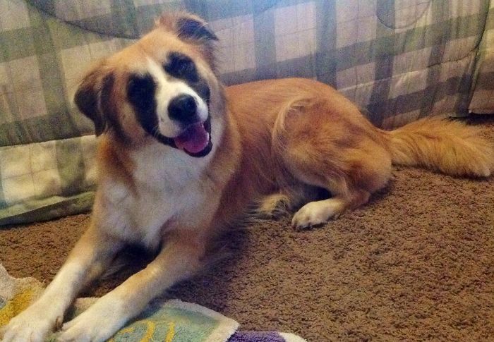 129 Animals With Unusual Fur Markings