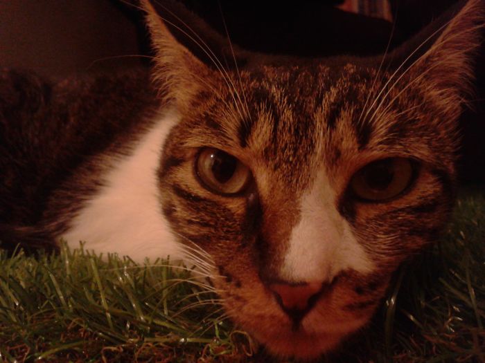 129 Animals With Unusual Fur Markings