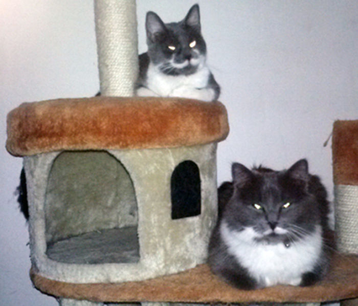 129 Animals With Unusual Fur Markings