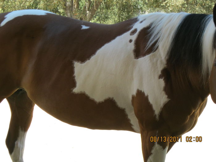 129 Animals With Unusual Fur Markings