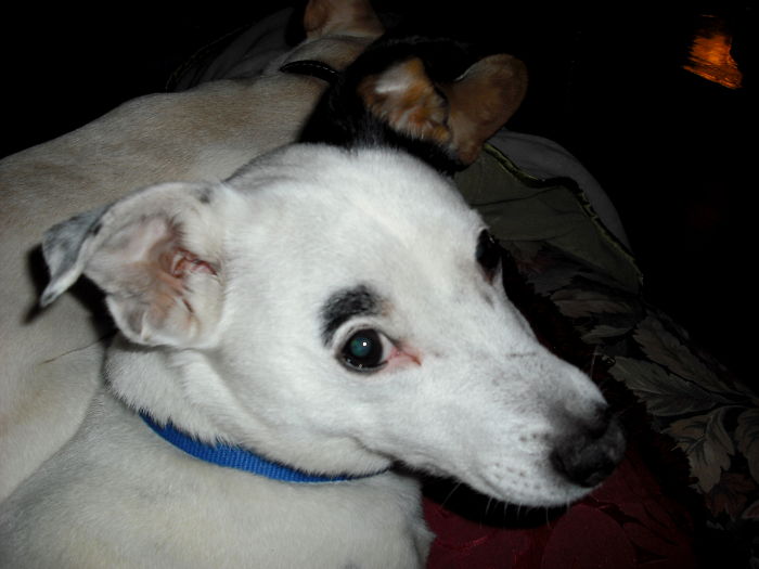 129 Animals With Unusual Fur Markings