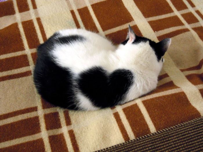 129 Animals With Unusual Fur Markings