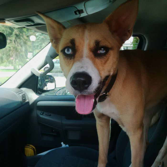 129 Animals With Unusual Fur Markings