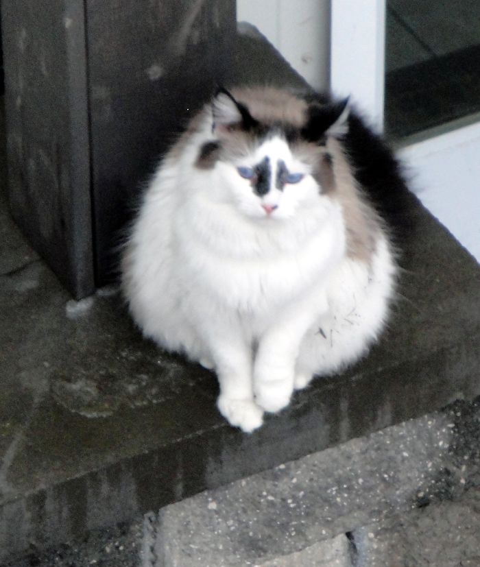 129 Animals With Unusual Fur Markings