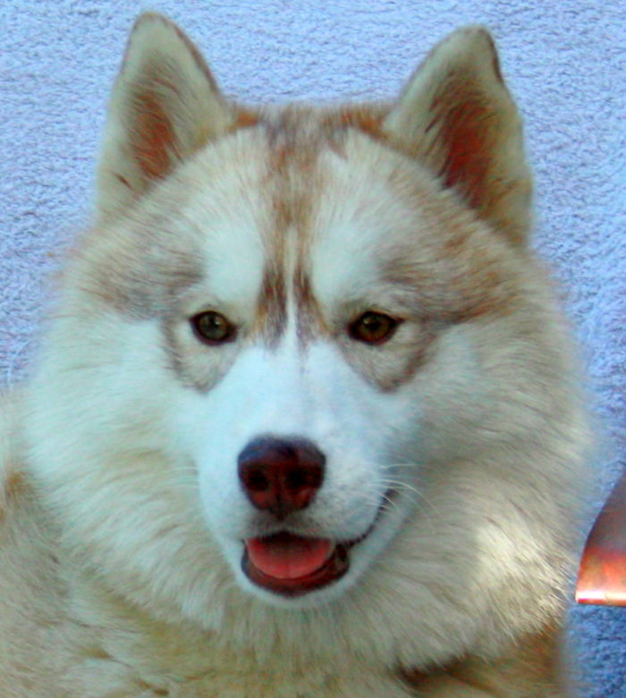 129 Animals With Unusual Fur Markings