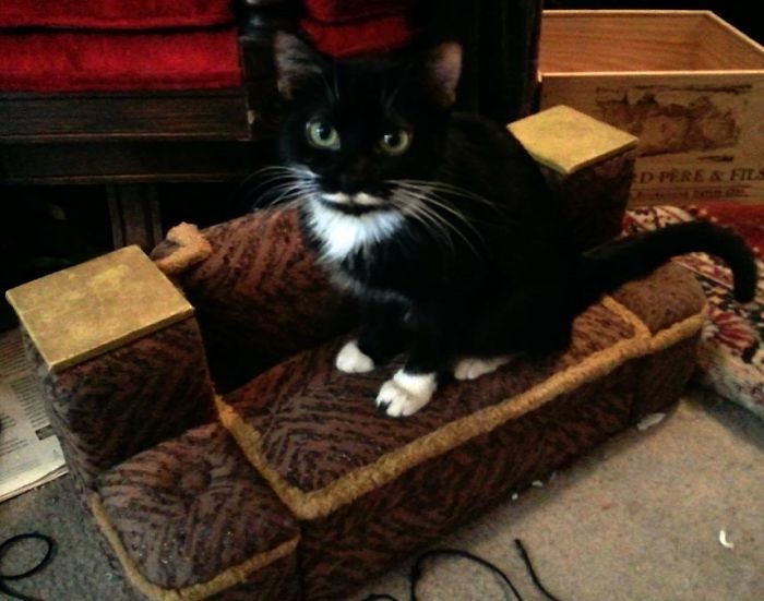 129 Animals With Unusual Fur Markings