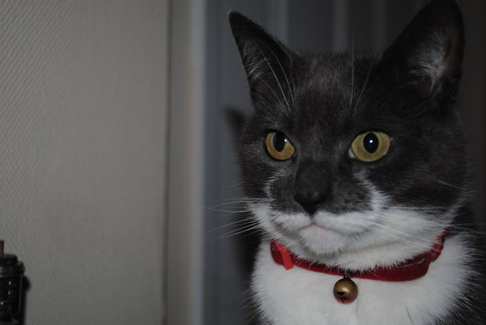 129 Animals With Unusual Fur Markings