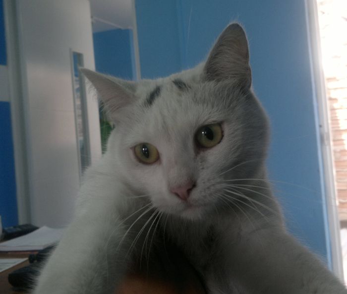 129 Animals With Unusual Fur Markings