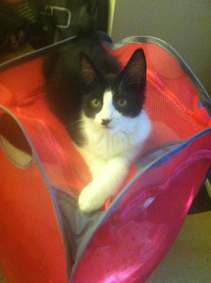 129 Animals With Unusual Fur Markings