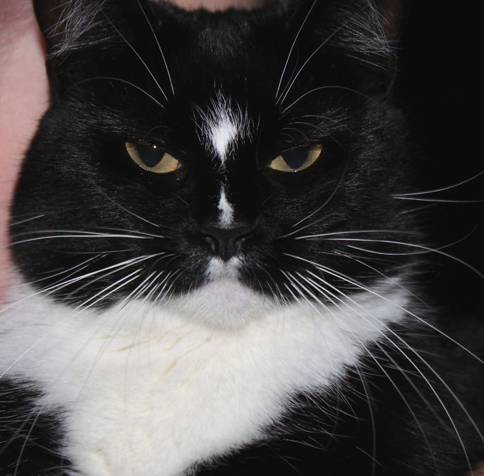 129 Animals With Unusual Fur Markings